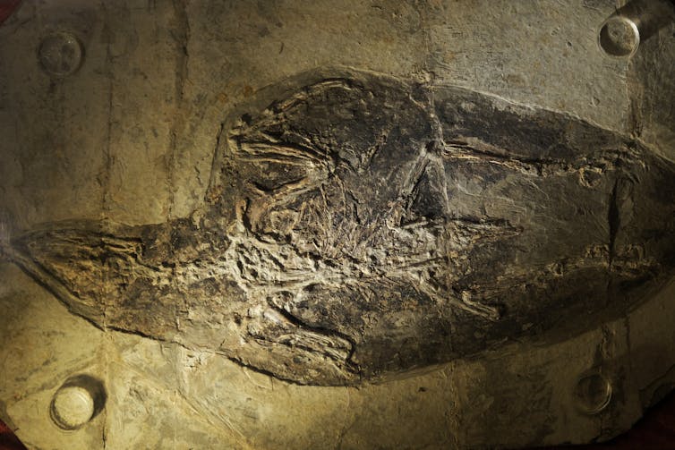 Schets van dinosaurus duidelijk bewaard in rots