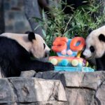Pandadiplomatie wat Chinas beslissing om beren naar de VS te