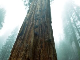 Redwoodbomen groeien in het VK bijna net zo snel als