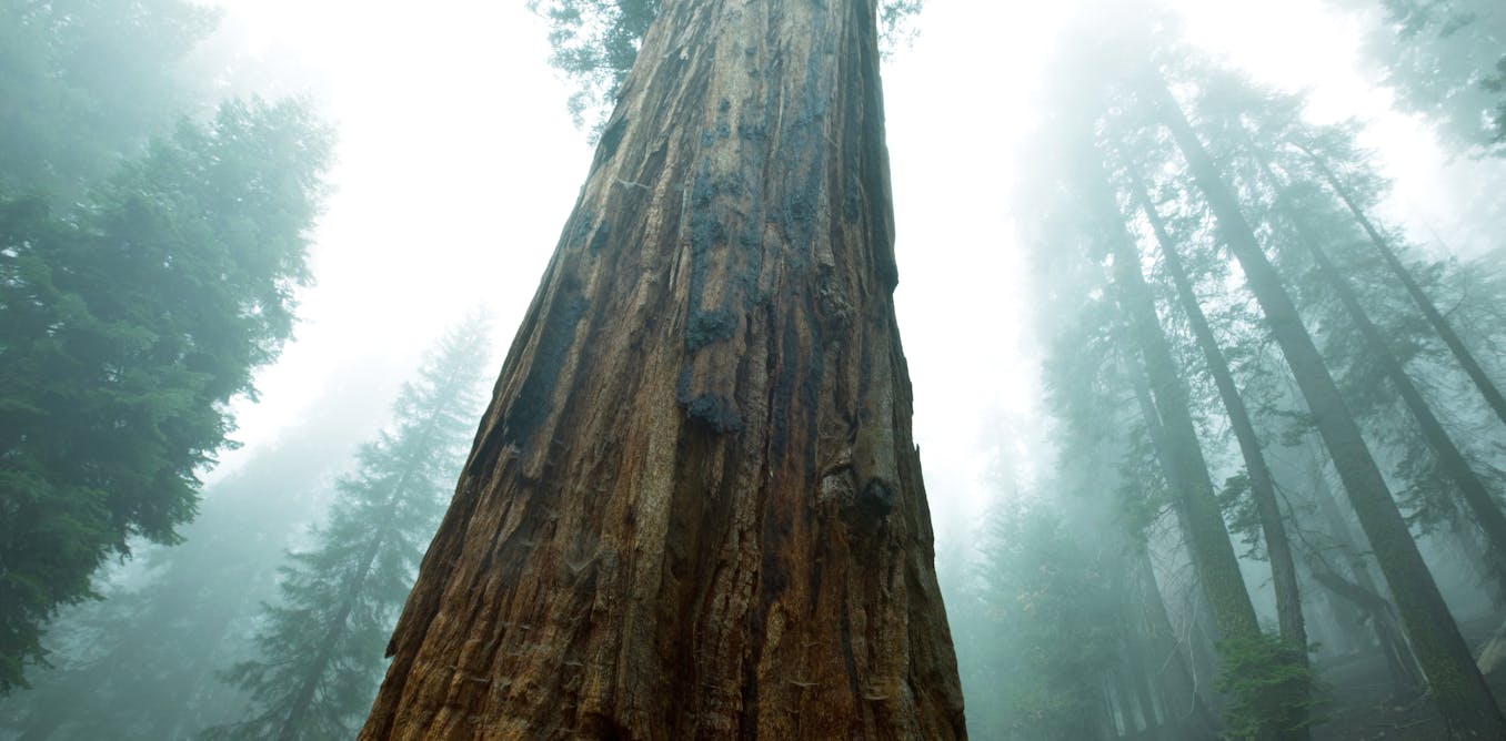 Redwoodbomen groeien in het VK bijna net zo snel als