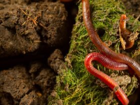 De geheime wereld van regenwormen ontmoet de tijgerworm en de