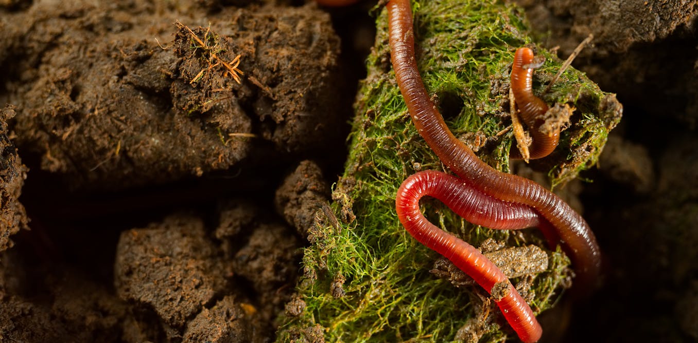 De geheime wereld van regenwormen ontmoet de tijgerworm en de