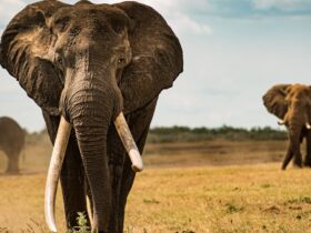Onze lasertechniek kan olifanten en mammoetivoor uit elkaar houden