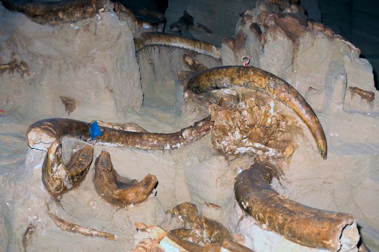 Fossielen van mammoeten worden opgegraven.