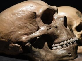 Hoe de taal van Neanderthalers verschilde van die van moderne