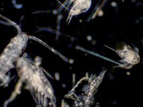 Plankton klein maar machtig behoort tot de machtigste wezens op