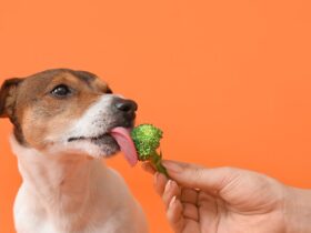 Veganistisch hondenvoer wordt gezien als het gezondste ons onderzoek