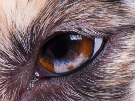 Waarom zoveel dieren een derde ooglid hebben inclusief onze huisdieren
